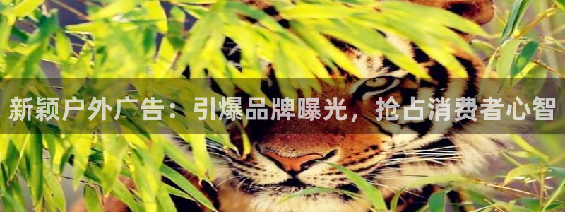 杏宇官方平台官网入口